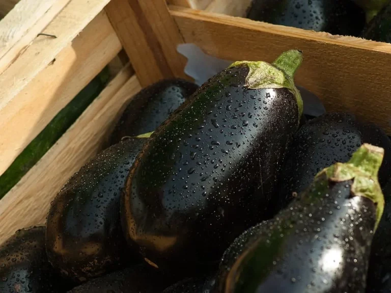 Region auf dem Teller: Aubergine
